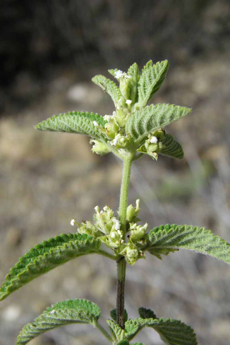 A close up vertical picture of a Lippia graveolens plant with green leaves and tiny white flowers growing in the garden on a soft focus background.