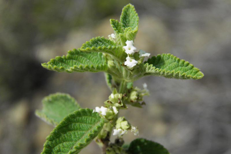 A close up of the leaves and tiny white flowers of the Lippia graveolens plant pictured in light sunshine on a soft focus background.