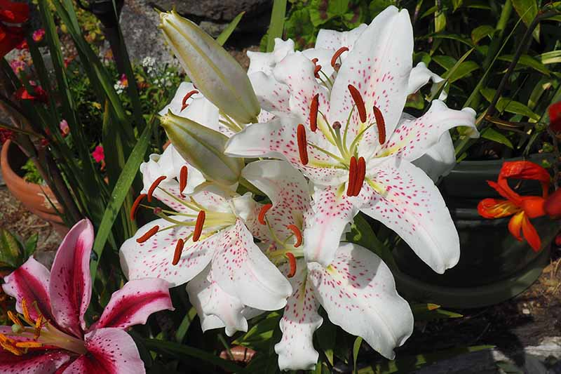 A close up of the white flowers with pink spots of the 'Muscadet' variety of lily, pictured in bright sunshine growing in the garden with foliage and other flowers in soft focus in the background.