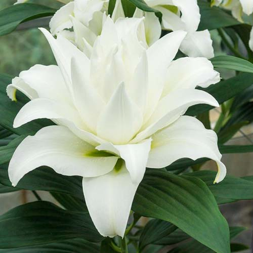 A close up of the unusual white flower of the 'My Wedding' variety of lily, pictured growing in the garden with green foliage in the background.