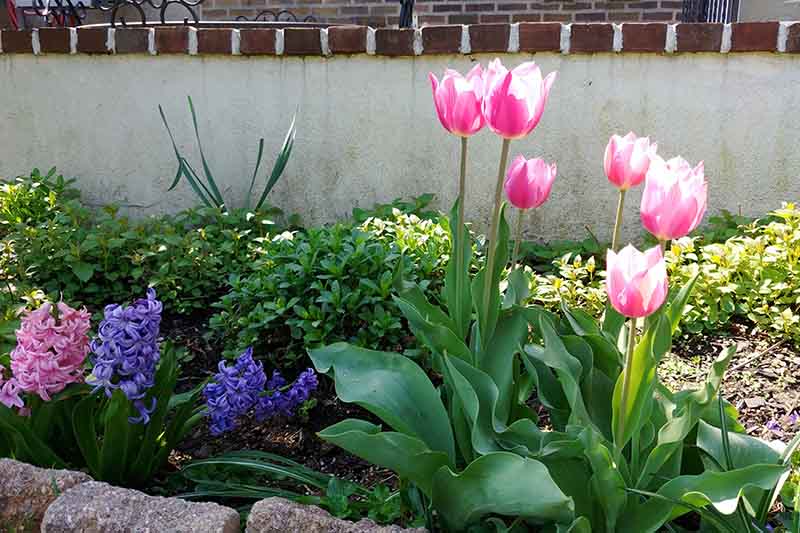 A sunny garden border with bright pink and white tulips at the front, and purple and pink fragrant hyacinths pictured in bright sunshine with a white wall in the background.