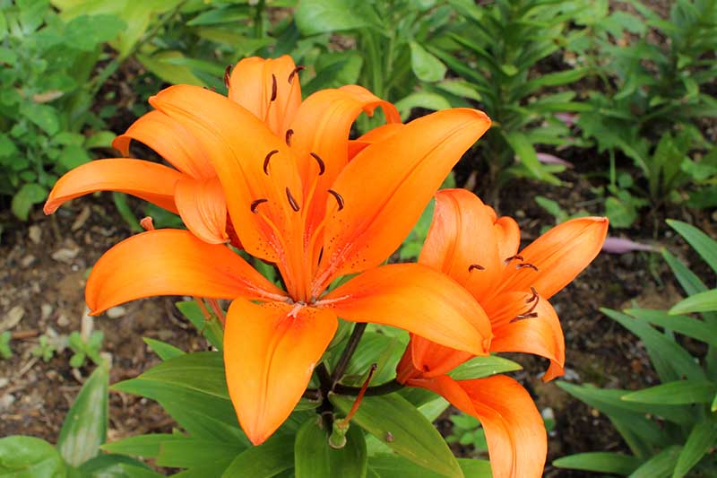 A close up of the bright orange flowers of the 'Nankeen' lily pictured growing in the garden with foliage in soft focus in the background,