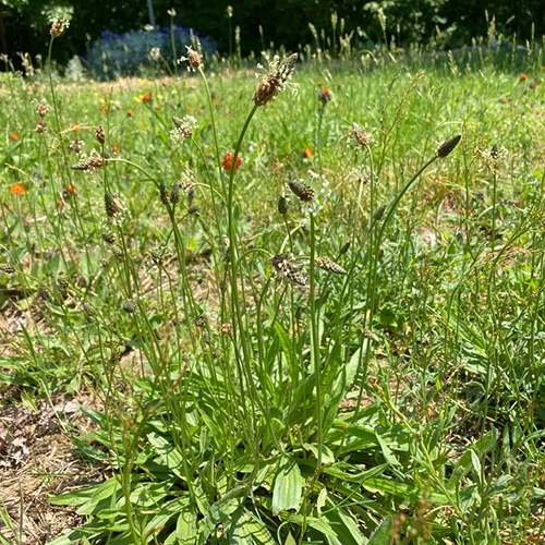 A square image of narrowleaf plantain growing in the garden.