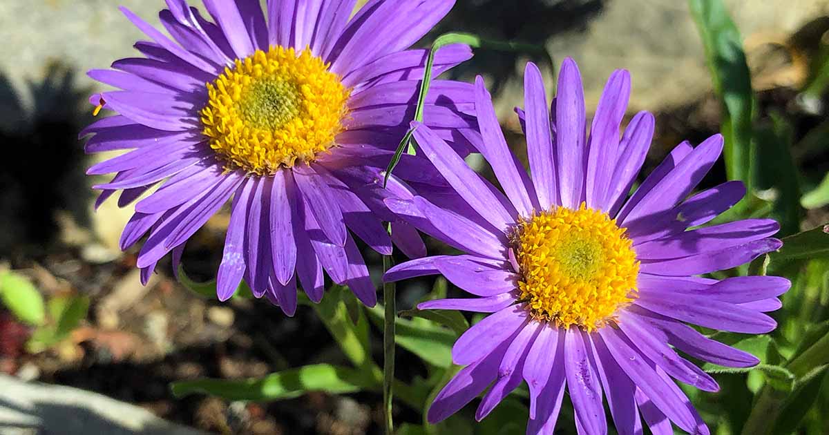 How To Grow New England Aster Gardener S Path
