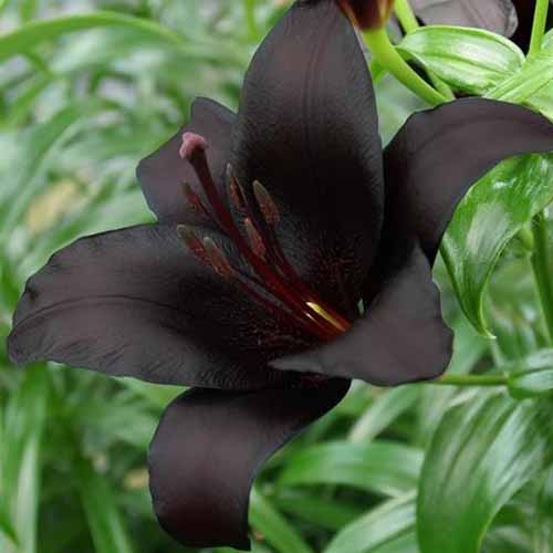 A close up of a deep purple, almost black flower, belonging to the 'Night Rider' variety, surrounded by green foliage.