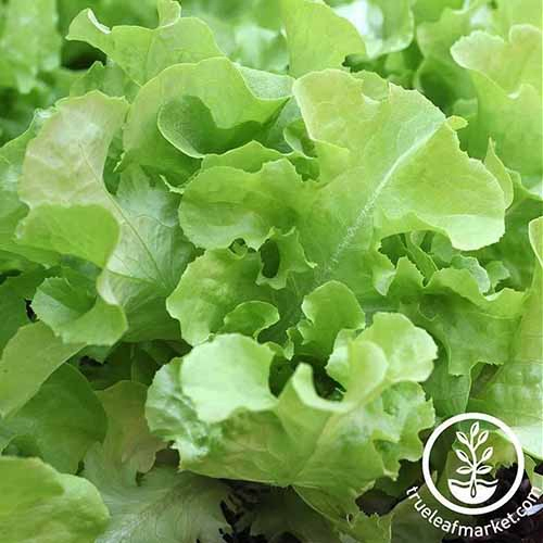 A close up of the light green tender leaves of the 'Oak Leaf' lettuce growing in the garden. To the bottom right of the frame is a white circular logo and text.