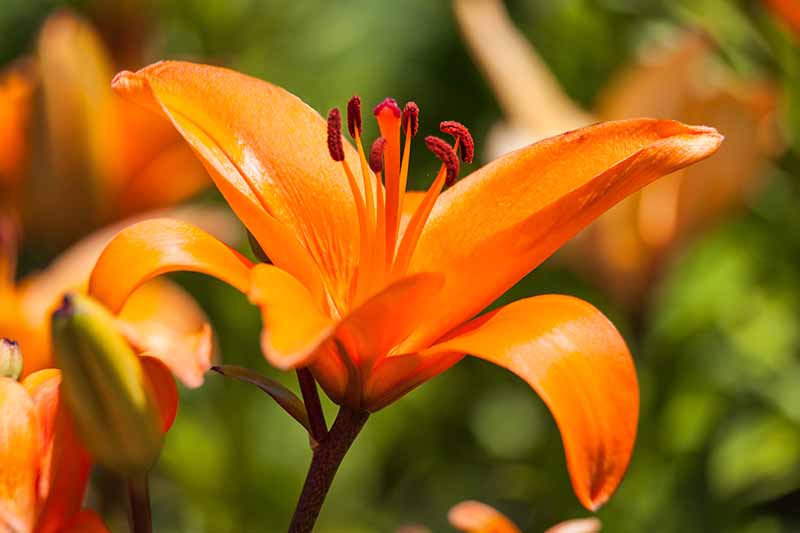 A close up of an orange lily flower growing in the garden in bright sunshine on a soft focus background.
