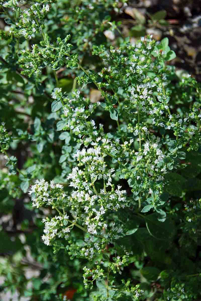 A vertical picture of an Origanum vulgare plant with tiny, delicate white flowers, growing in the garden pictured in bright sunshine on a soft focus background.