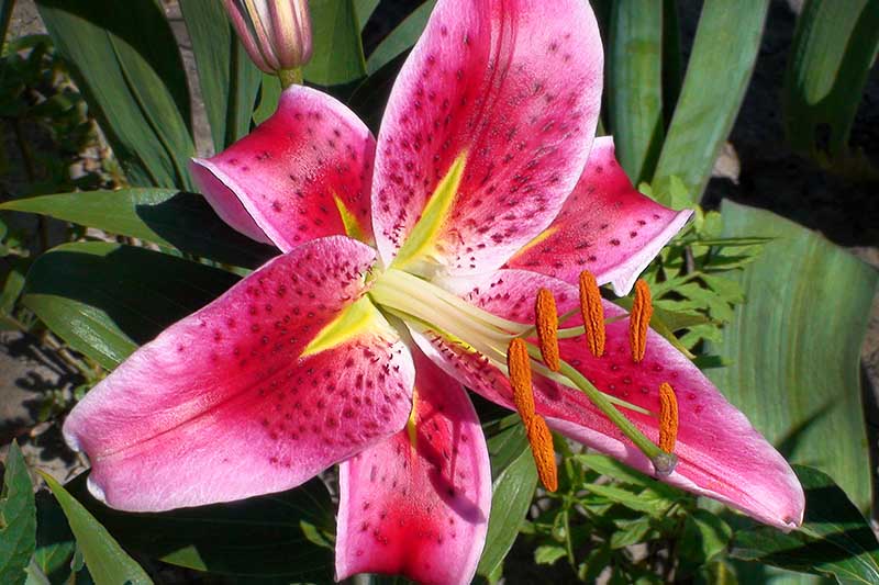 A close up of the bright pink and yellow flower of the 'Stargazer' lily, pictured in bright sunshine with foliage in the background.
