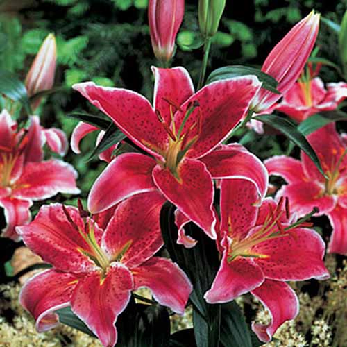A close up of the red flowers of the 'Oriental Stargazer' lily variety, surrounded by green foliage on a soft focus background.