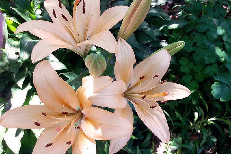 A close up of pale orange lilies growing in the garden in light sunshine surrounded by foliage on a soft focus background.