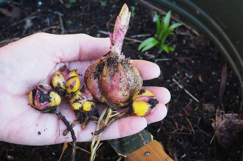 A close up of a hand from the left of the frame holding a lily bulb showing the offsets or "daughter" bulbs that can be planted out separately. In the background is soil in soft focus.