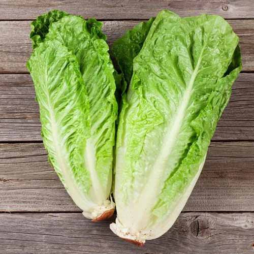 A close up of two 'Paris White' lettuces with light green leaves and classic romaine shape, set on a wooden surface.