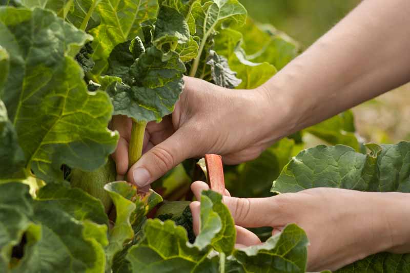 A close up of two hands from the left of the frame carefully picking ripe stalks from a rhubarb plant in light sunshine on a soft focus background.