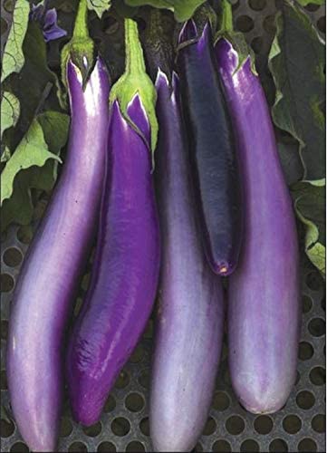 21 of the Best Japanese Eggplant Varieties   Gardener s Path - 68