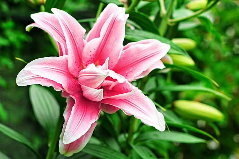 A close up of a pink and white 'Star Gazer' lily surrounded by green foliage and unopened flower buds in the garden on a soft focus background.