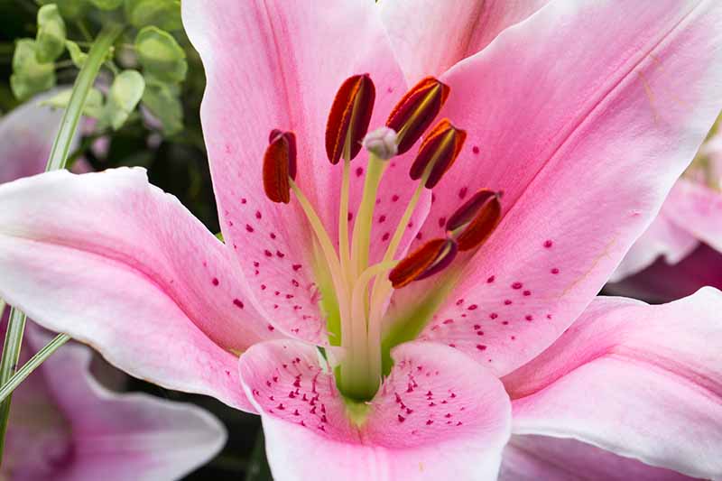 A close up of the inside of a pink and white lily flower showing the dark red pollen on the stamens on a soft focus background.