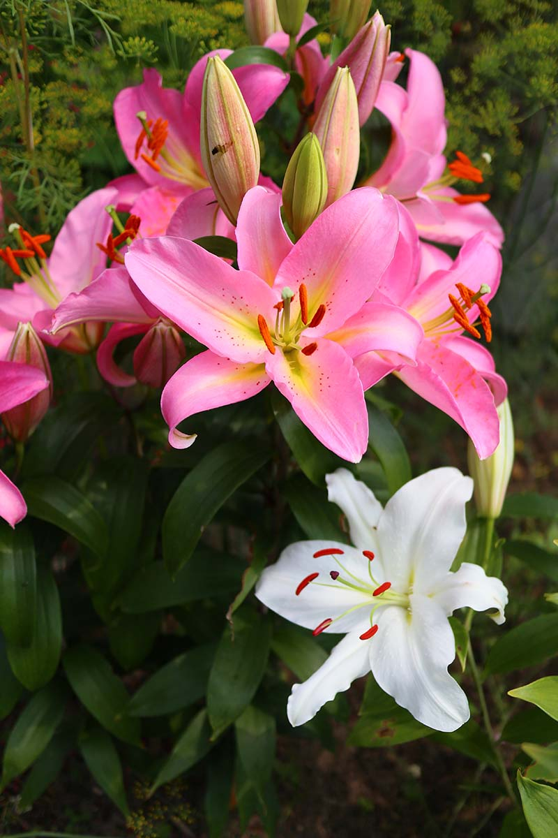 A vertical picture of a cluster of pink lilies growing in the garden with some blooms open and others still in bud, to the bottom of the frame is a white flower, set on a soft focus background, pictured in bright sunshine.