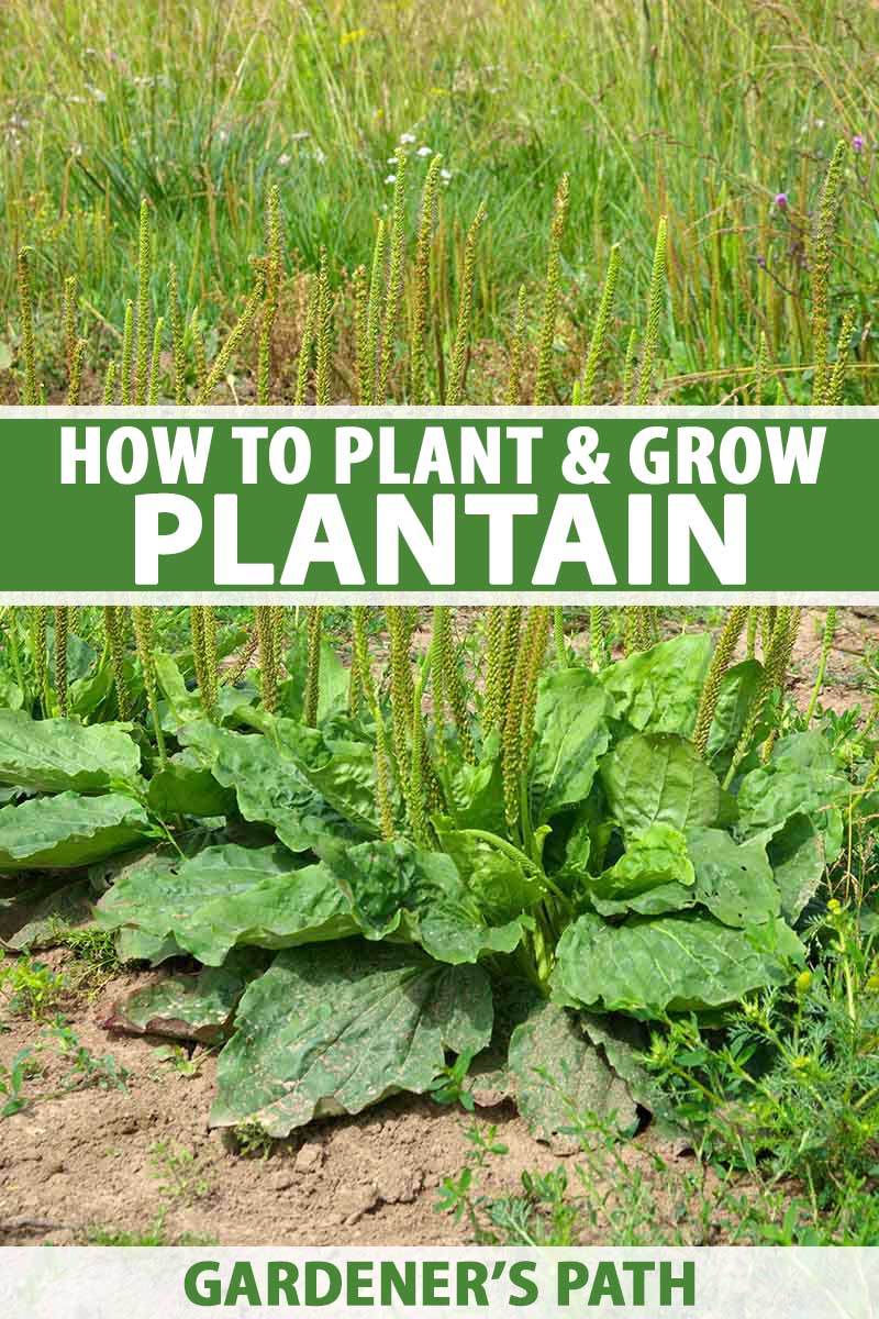 how to plant and grow plantain | gardener's path
