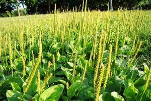 A close up of a field of plantain with characteristic flat leaves and upright flower stems, growing in a field in the bright sunshine with trees in soft focus in the background.