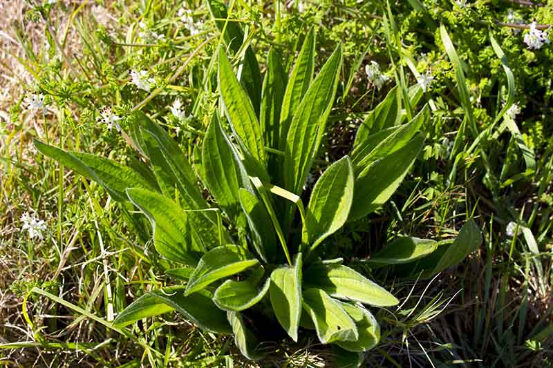 A close up of a small plantain plant with wide green leaves, growing in the garden amongst grass and white flowers, in bright sunshine.