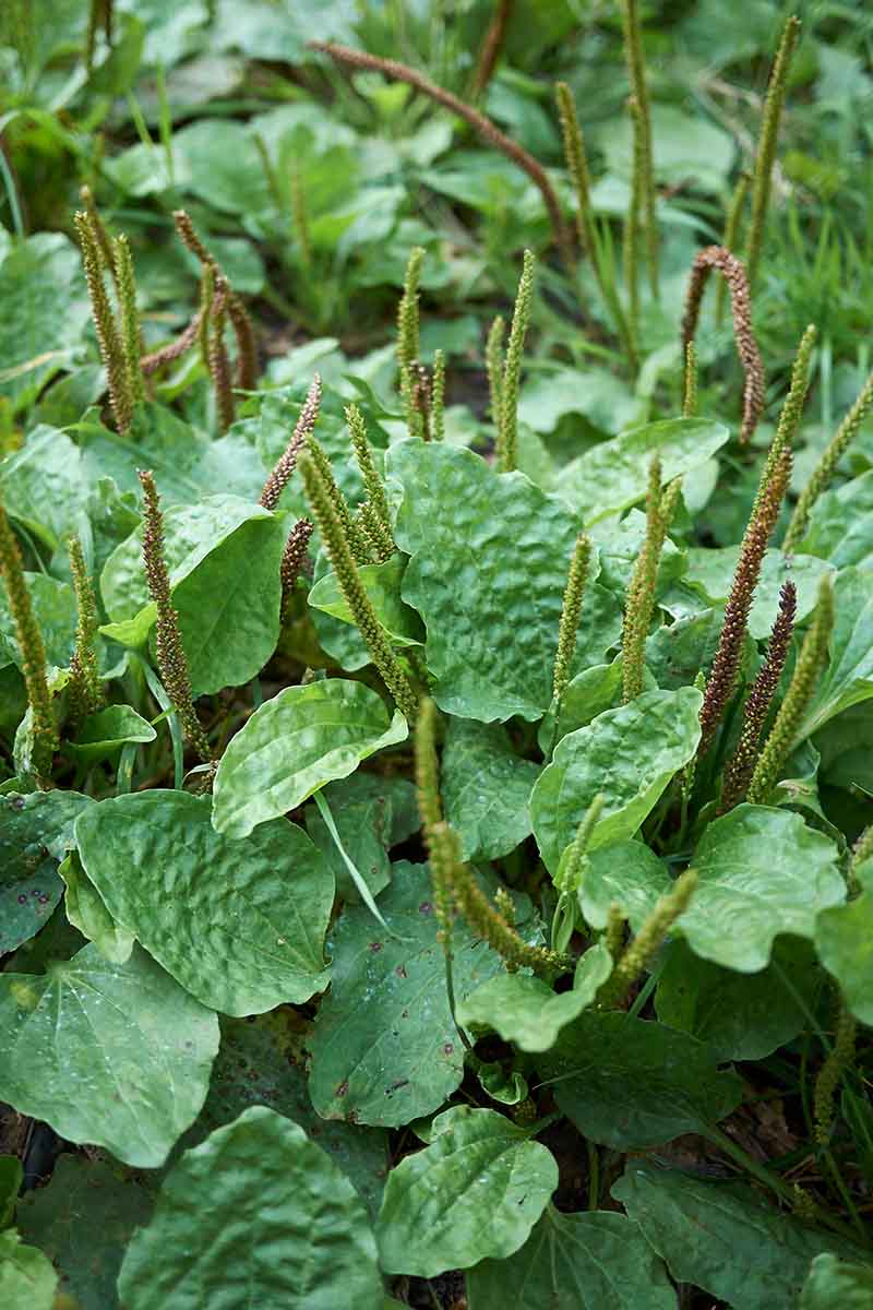 A vertical picture of plantain growing in the garden with characteristic wide green leaves and upright flower stalks.