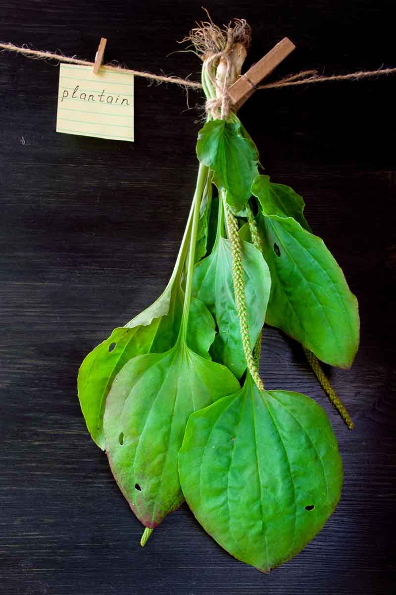 A vertical picture of a small bunch of plantain herb leaves hanging upside down from a piece of string, and a small yellow sign. The background is a dark wooden wall.