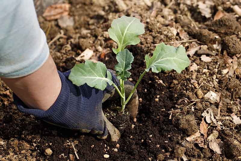 A close up of a hand from the left of the frame placing a small seedling into a hole filled with rich, dark soil in the garden, with soil in the background,