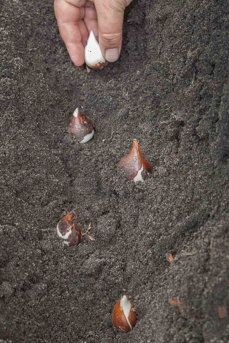 A vertical close up picture of a hand from the top of the frame planting out spring bulbs in soft soil in a diagonal pattern.