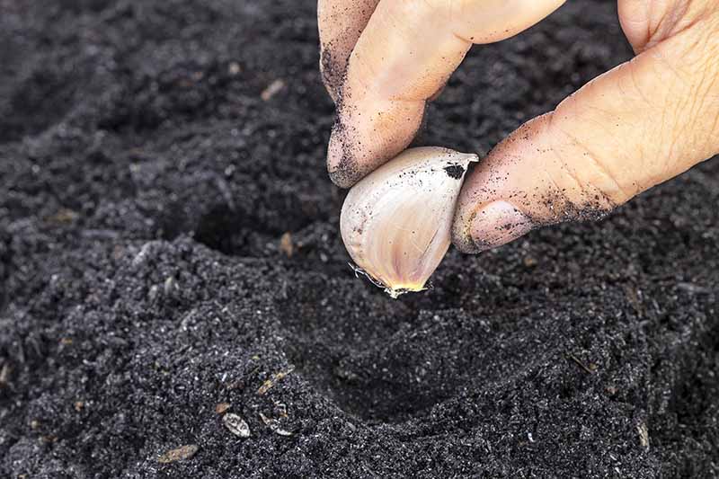 A close up of a hand planting a clove of Allium sativum into dark rich soil.