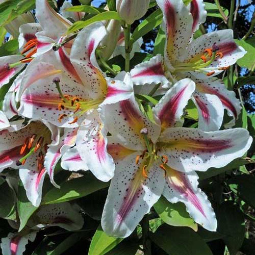 A close up of the dramatic flowers of the 'Playtime' lily with white petals and yellow and pink bands, the flowers are pictured in bright sunshine with foliage in the background.