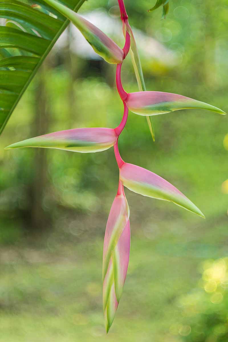 A close up vertical picture of a ginger flower with pink stems on a soft focus background.