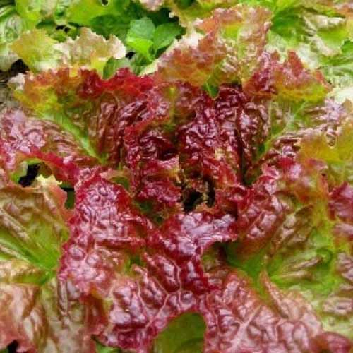 A top down close up of the 'Prizehead' variety of loose leaf lettuce with light green and burgundy frilly leaves pictured in light sunshine.