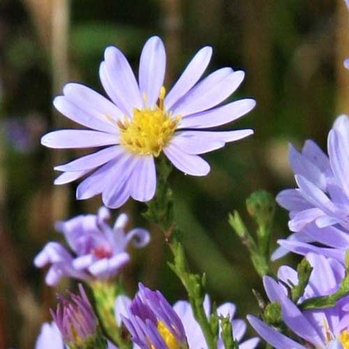 A close up of a bloom of Symphyotrichum oolentangiense or sky blue aster growing in the garden on a green soft focus background.