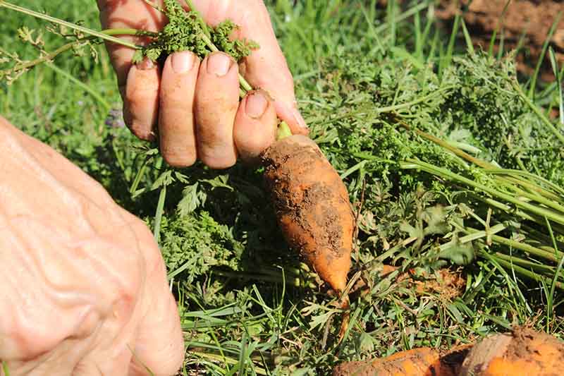 A close up of two hands pulling root vegetables out of the soil in the garden, in bright sunshine fading to soft focus in the background.