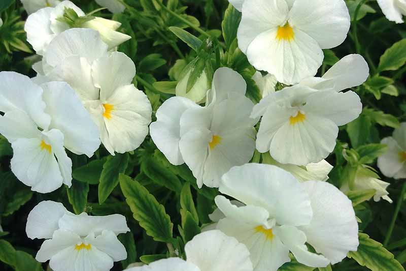 A close up of pure white viola flowers growing in the garden in light sunshine.