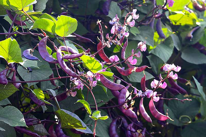 A close up of a large Lablab purpureus vine with bright purple flowers and dark purple seed pods growing in the garden in bright sunshine.