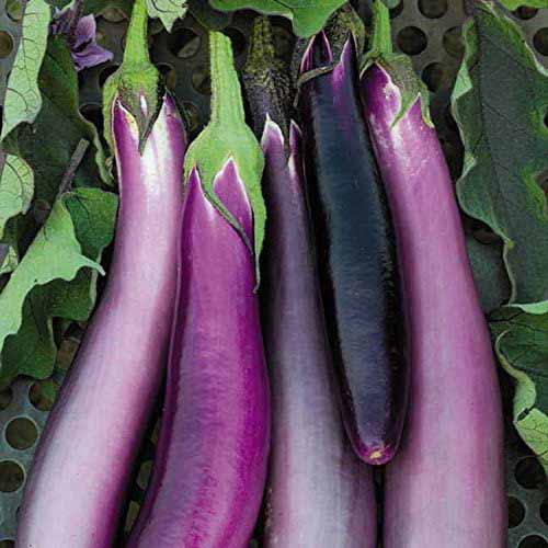 21 of the Best Japanese Eggplant Varieties   Gardener s Path - 24