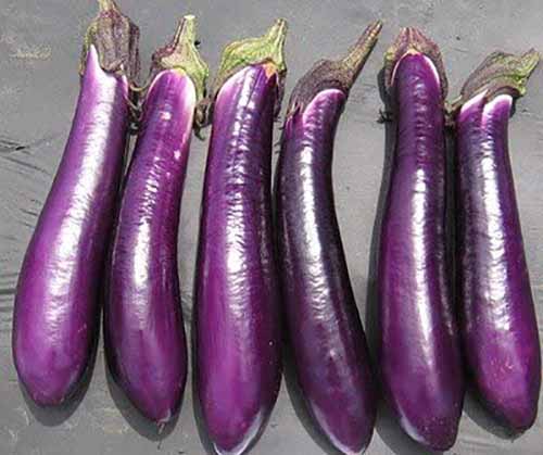 21 of the Best Japanese Eggplant Varieties   Gardener s Path - 96