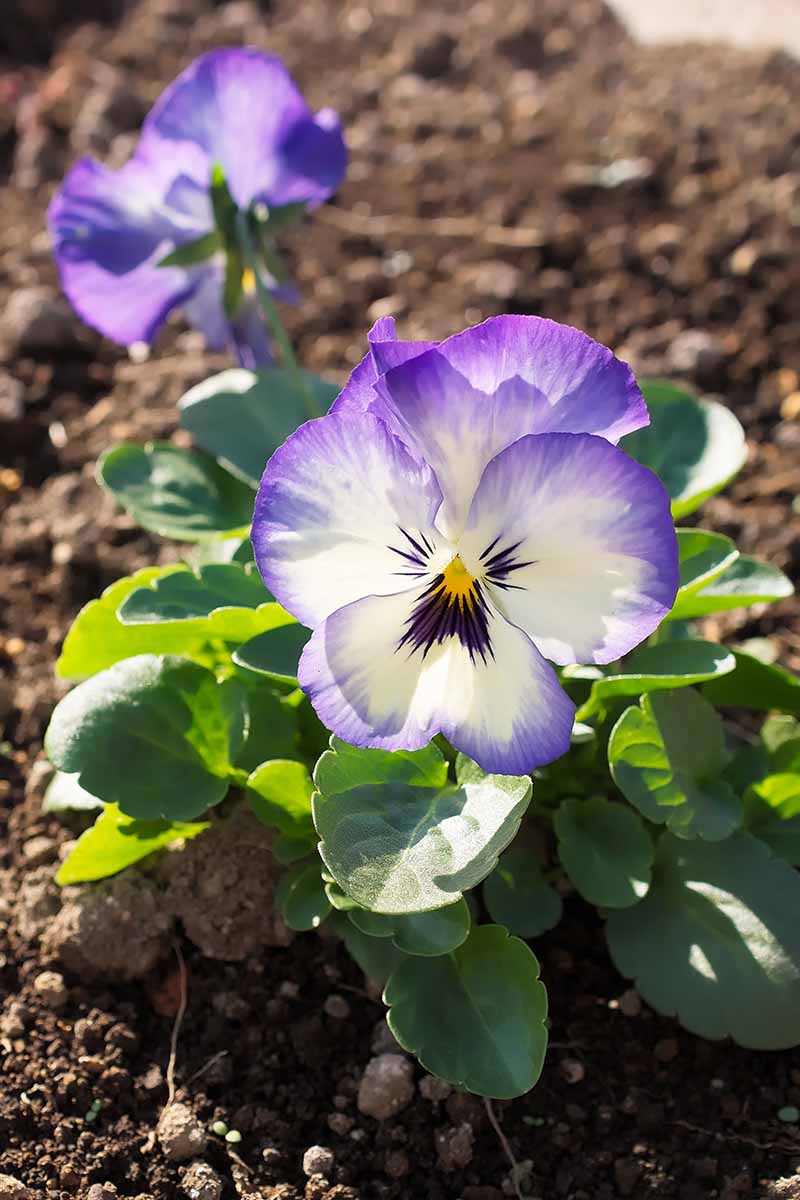 A vertical picture of a purple and white viola growing in the garden in bright sunshine on a soft focus background.