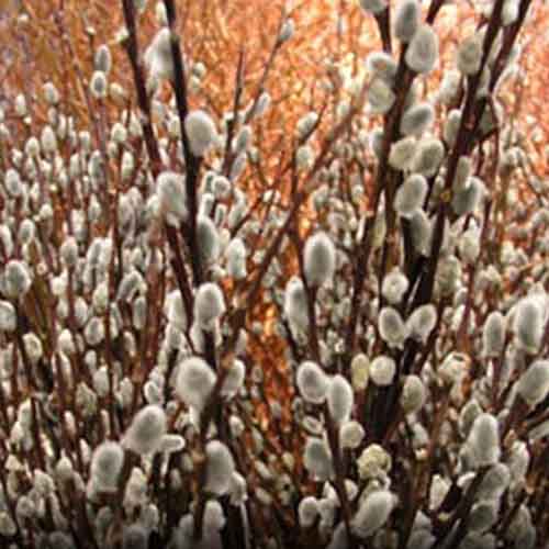 A close up of the white wispy flowers of pussy willow growing in the garden.
