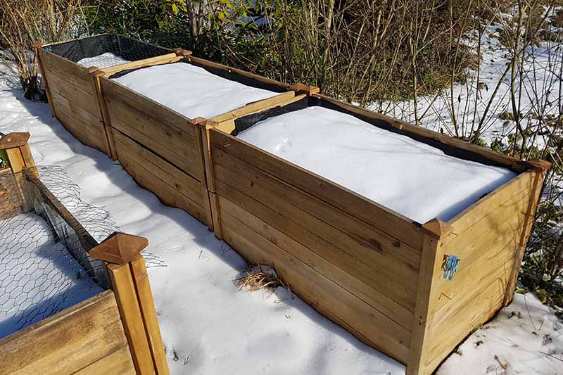 A winter garden scene with large wooden raised garden beds covered in snow pictured in light sunshine with shrubs and bushes in the background.