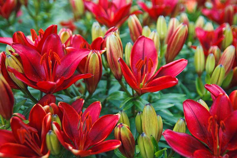 A close up of a cluster of red lily flowers, some of them open and others still in bud phase, surrounded by green foliage, fading to soft focus in the background.