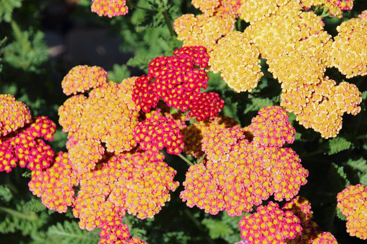 A close up of red and golden Achillea millefolium flowers growing in bright sunshine on a soft focus background.