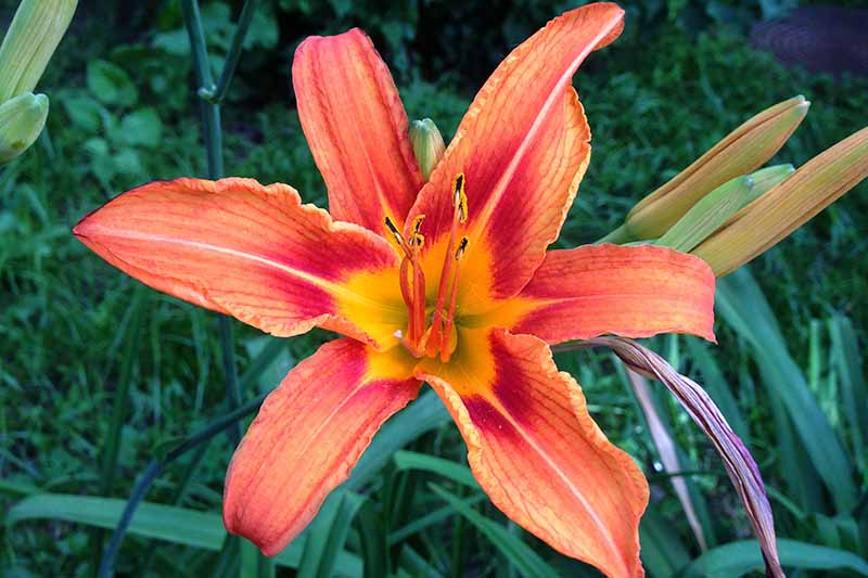 A close up of a red and orange bicolored lily flower growing in the garden surrounded by foliage fading to a soft focus green background.