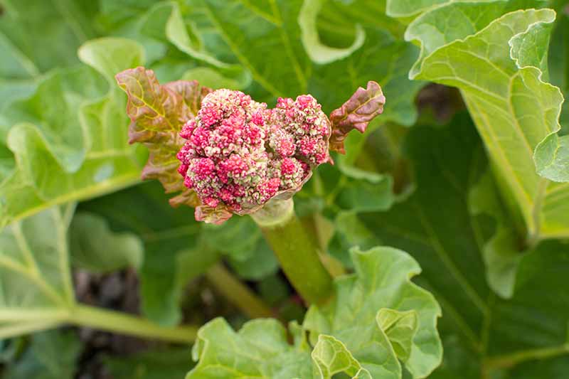 A close up of a stem of rhubarb with a seed head opening up into a flower, surrounded by light green foliage in soft focus in the background.