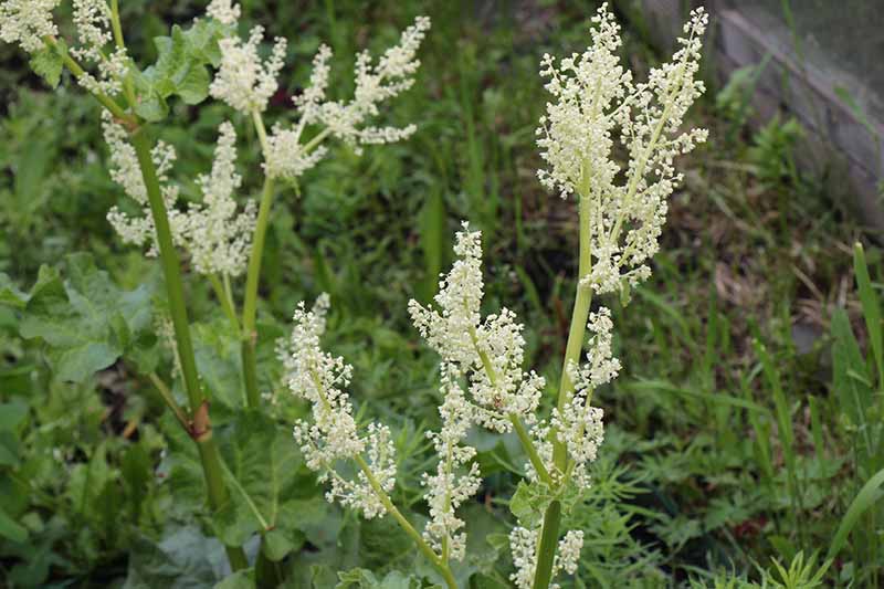 A close up of a rhubarb plant that has bolted and is producing long white flowers on the end of the stalks, in the background is grass in soft focus.