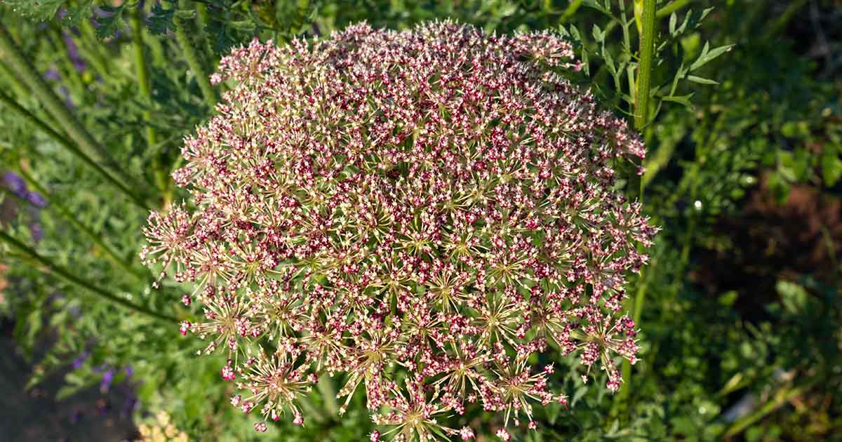 Image of Wild carrot seeds in a field