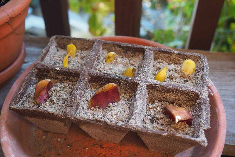 A close up of small peat pots containing potting medium and the scales from the bulb of a lily plant, set on a terra cotta saucer, on a soft focus background.