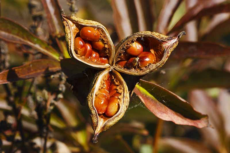 A close up of open seed pods of a lily plant, showing the brown dried casings and the seeds inside, pictured in bright sunshine on a soft focus background.